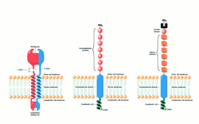 Figure 1  