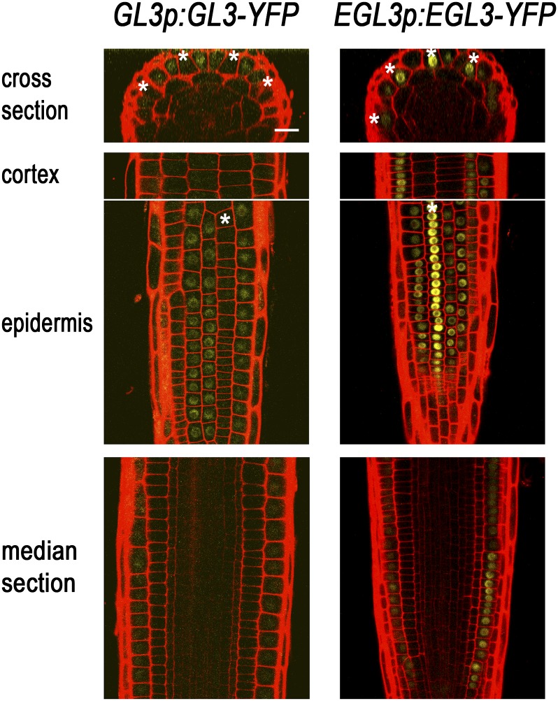 Figure 6.