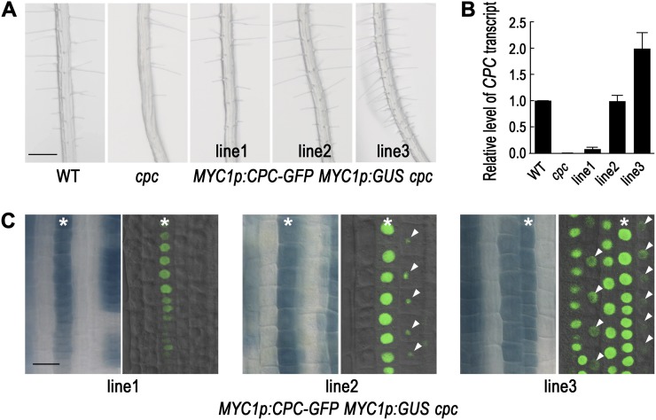 Figure 2.