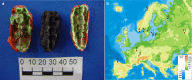 Fig. 1