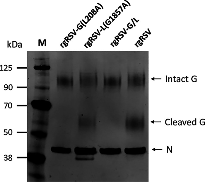 FIG 3