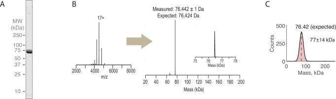 Figure 4—figure supplement 1.