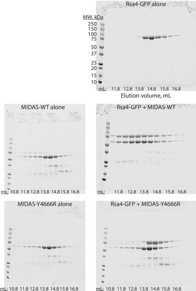 Figure 1—figure supplement 2.