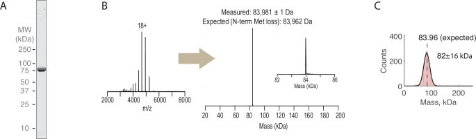 Figure 1—figure supplement 1.