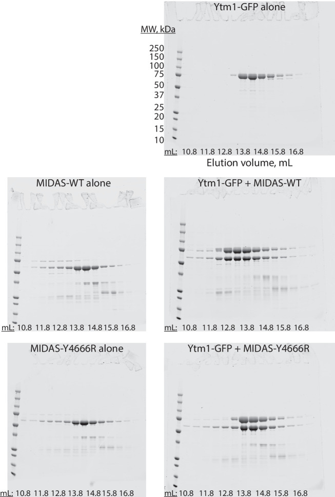 Figure 4—figure supplement 2.