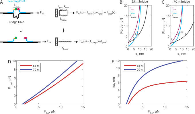 Figure 3—figure supplement 4.