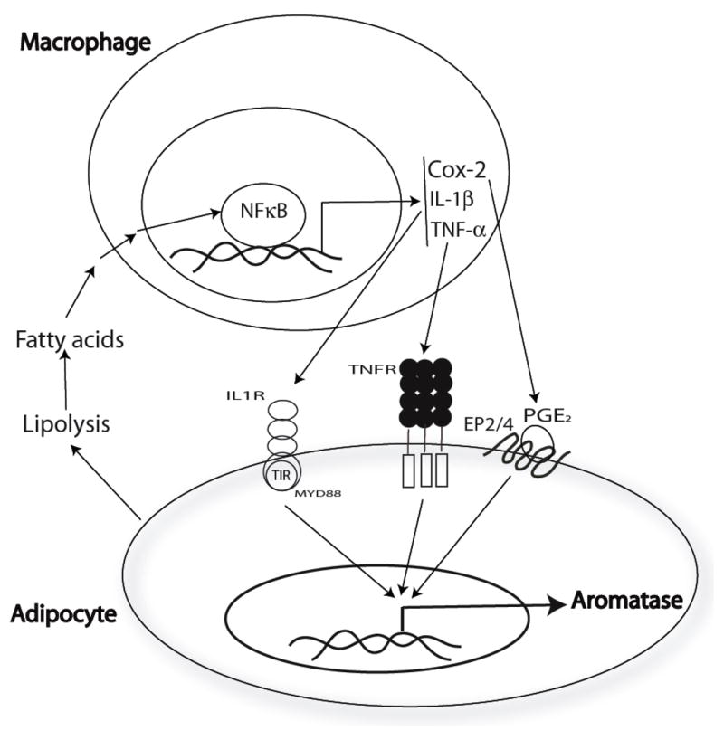 Fig. 11