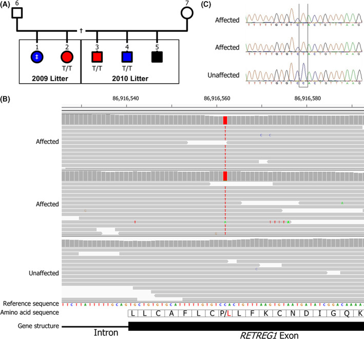 FIGURE 1