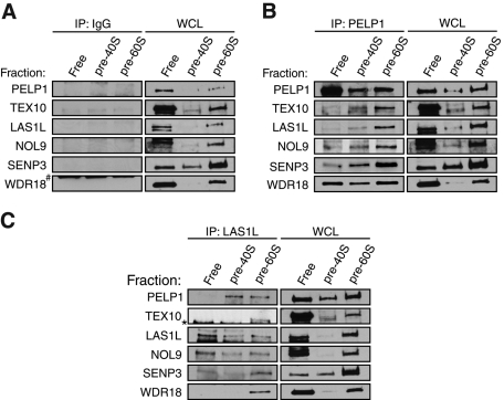 FIGURE 6: