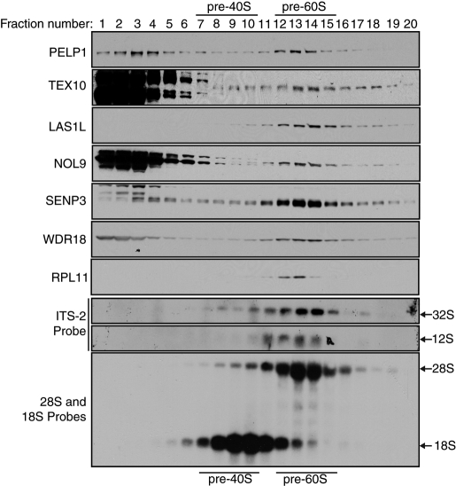 FIGURE 5: