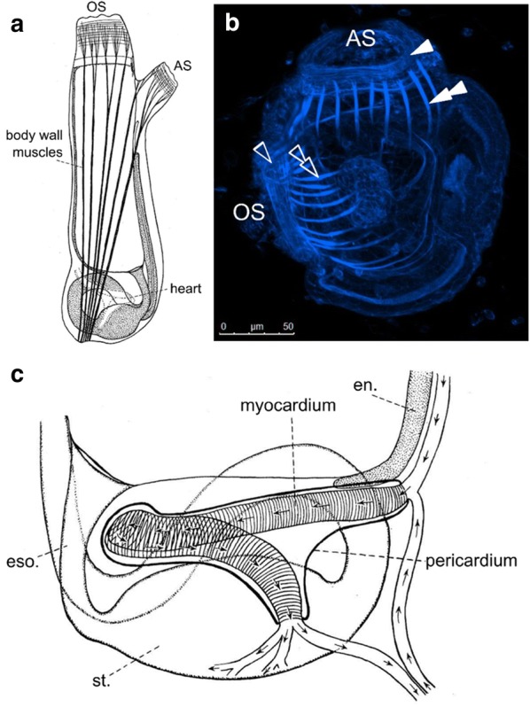 Fig. 3