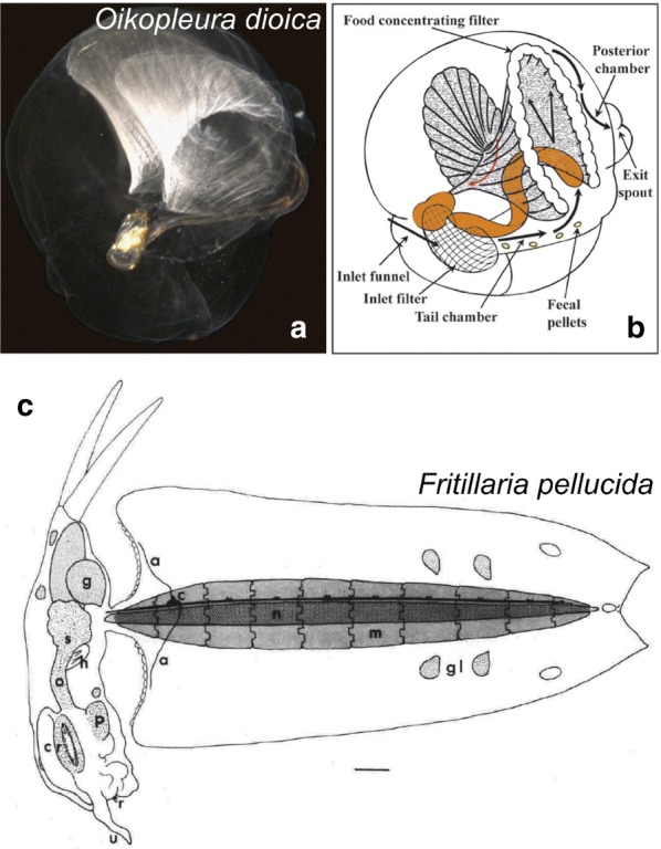 Fig. 14