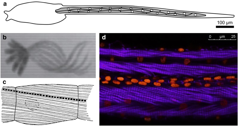 Fig. 2