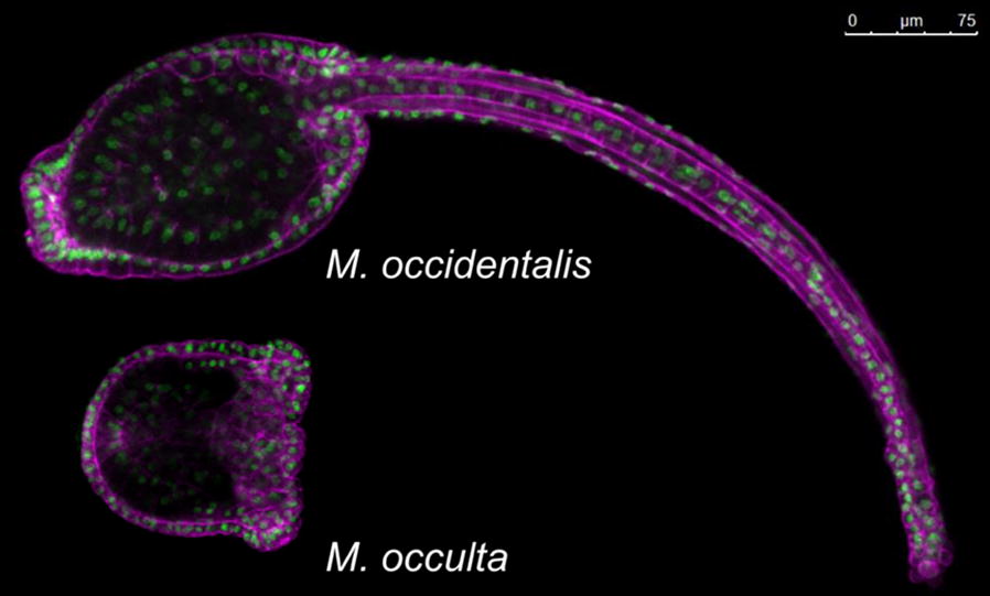 Fig. 6