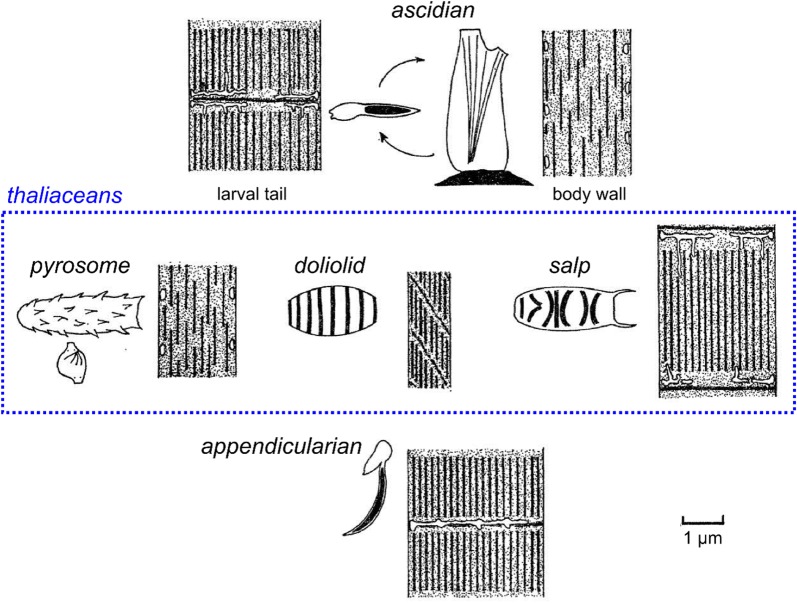 Fig. 11