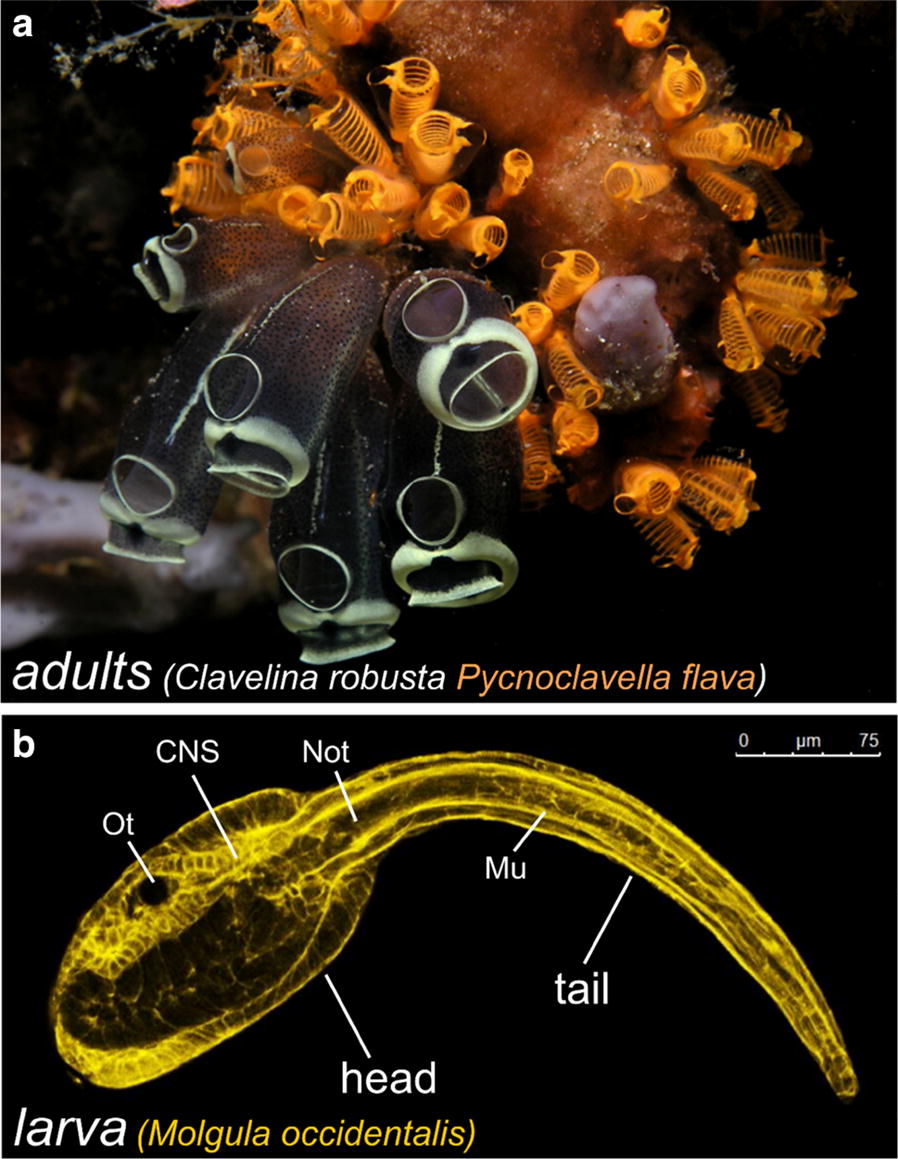 Fig. 1