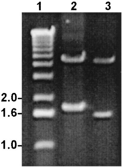 FIG. 1