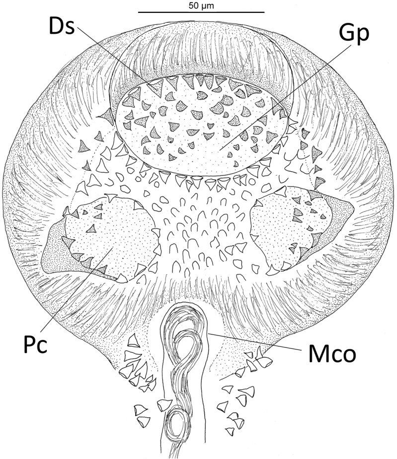 Figure 5.