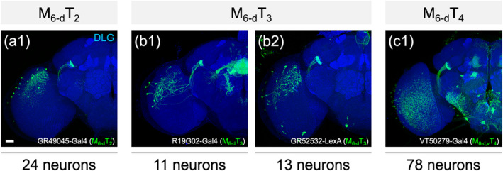 FIGURE 13