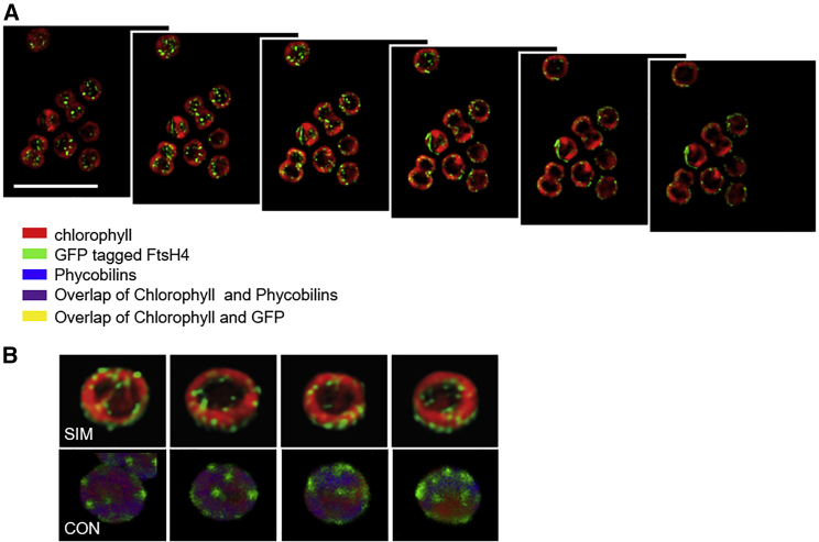 Figure 6