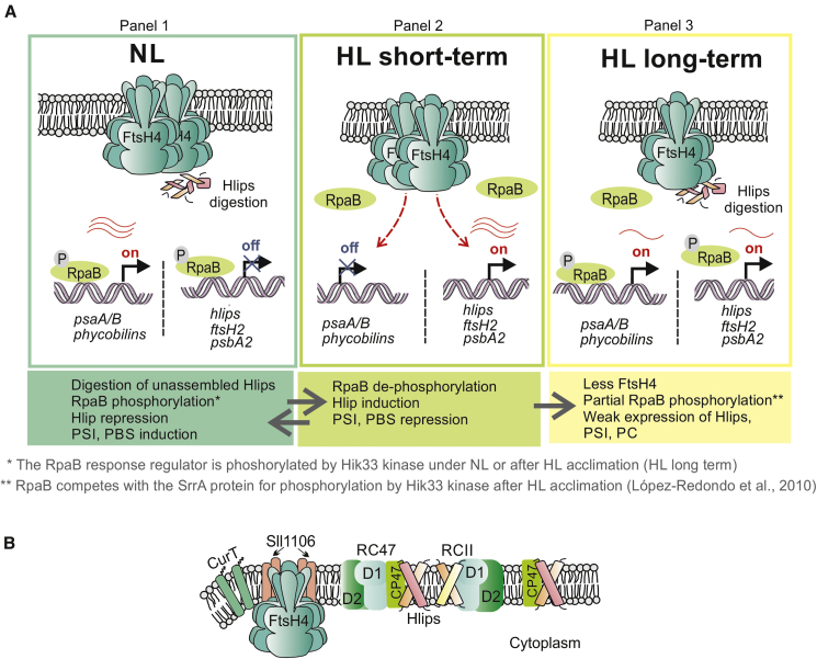 Figure 7