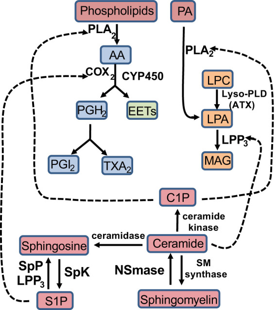 Fig. 2.