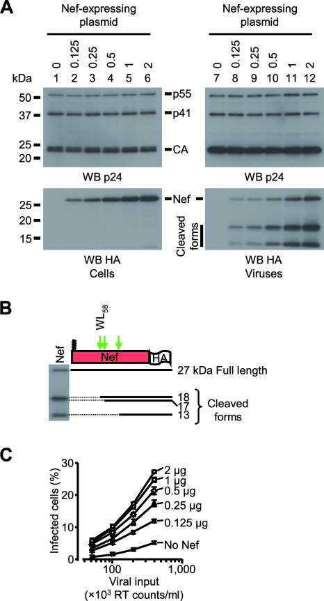 FIG. 2.