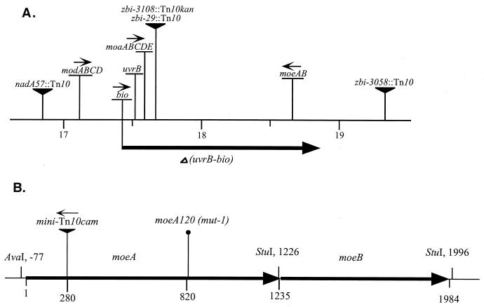 FIG. 1