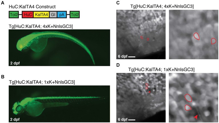 Figure 6