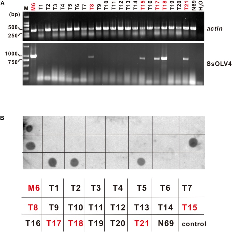 FIGURE 6