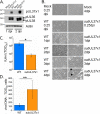 FIG 1