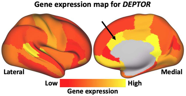 Fig. 6