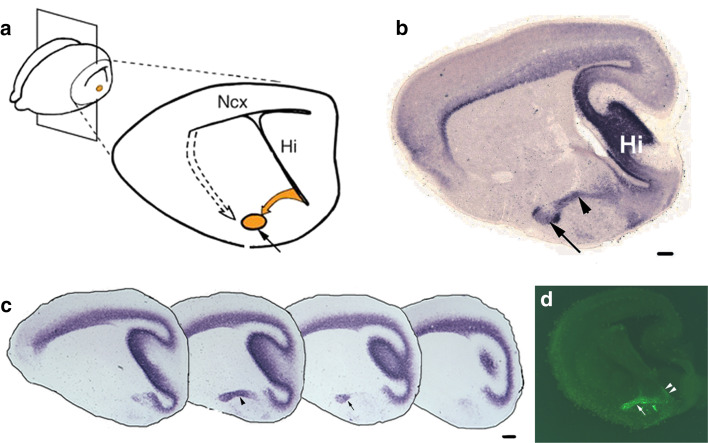 Fig. 6