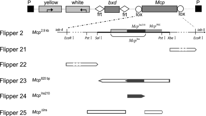 FIG. 1.