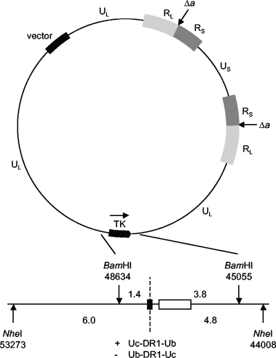 FIG. 2.