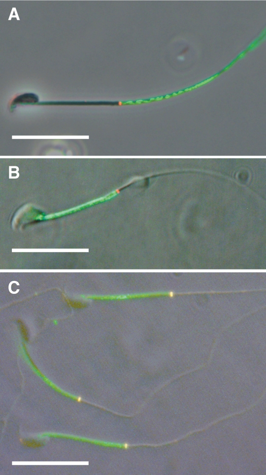 FIG. 2.