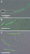 FIG. 2.