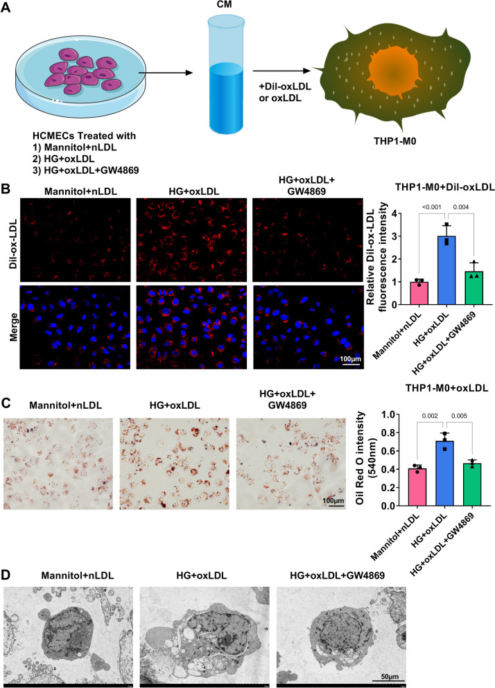 Exosomal nedd4l derived from hg oxldl induced vascular endothelial