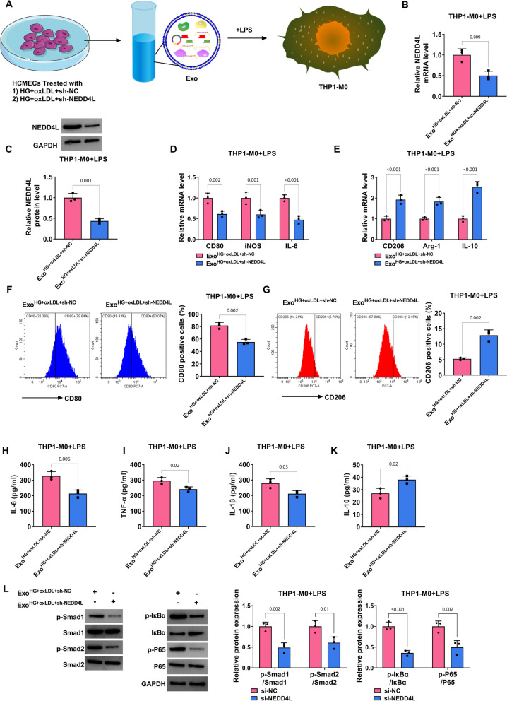 Exosomal nedd4l derived from hg oxldl induced vascular endothelial