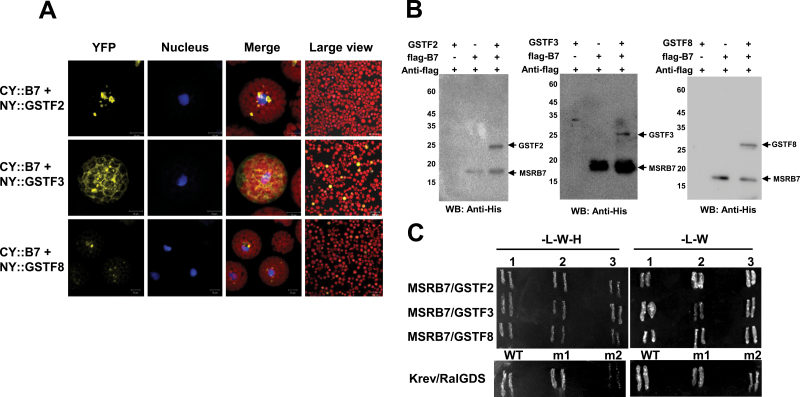 Fig. 4.