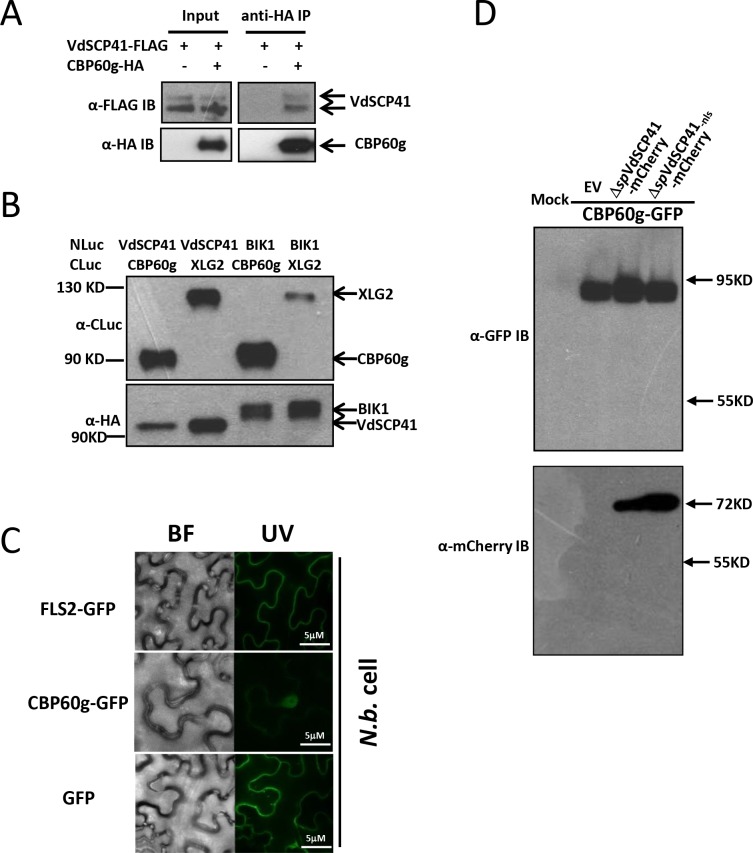 Figure 3—figure supplement 1.