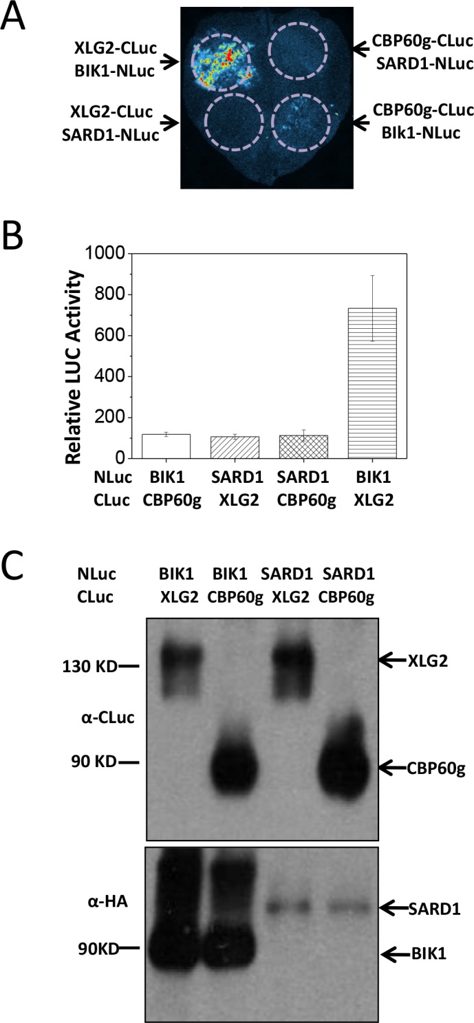 Figure 3—figure supplement 3.