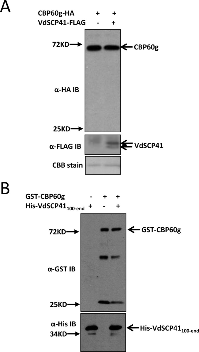 Figure 4—figure supplement 1.