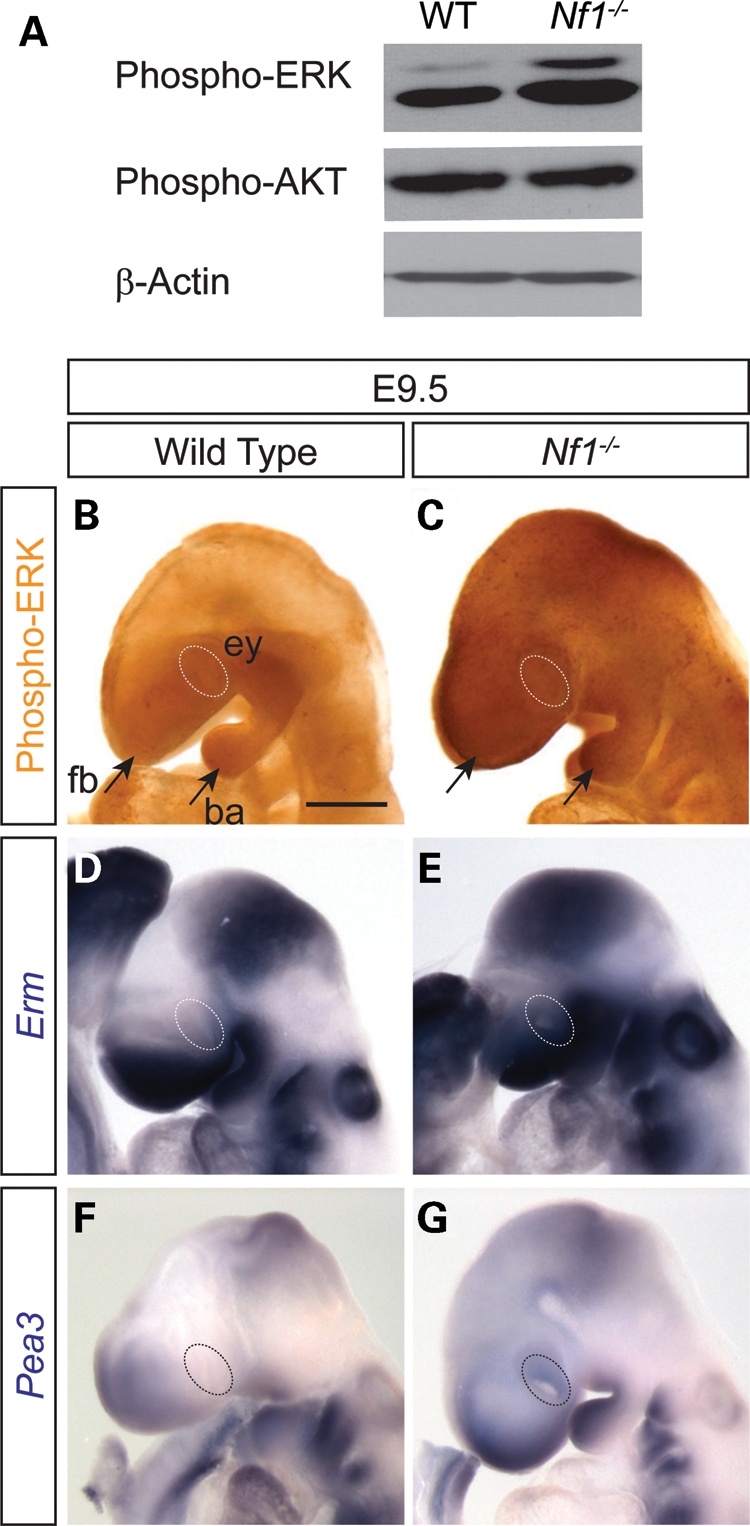 Figure 4.