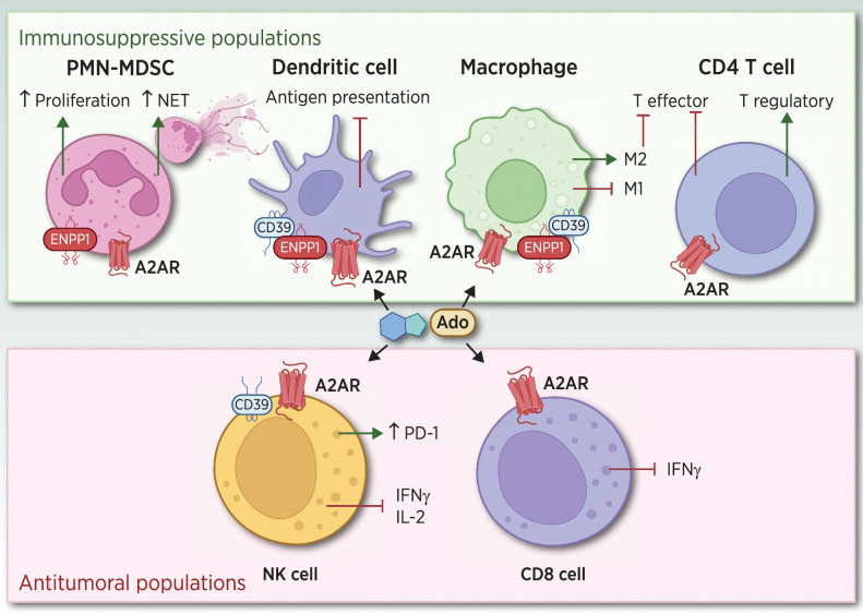 Figure 2. Effects of Ado signaling in different immune subpopulations. ENPP1 in conjunction with CD39 and CD73 promotes the accumulation of Ado in the TME, which signals through A2AR expressed in host immune cell populations. Tumor cells with high ENPP1 promote strong tumor–immune remodeling by inducing a PMN-MDSC chemotaxis, diminishing DC infiltration, increasing M2 macrophages, and promoting CD4 regulatory T cells. In addition, the increase in Ado leads to a diminished NK and CD8 T cytotoxic activity, promoting a strong immunosuppressive milieu preventing an efficient antitumor–immune attack. (Adapted from an image created with BioRender.com.)