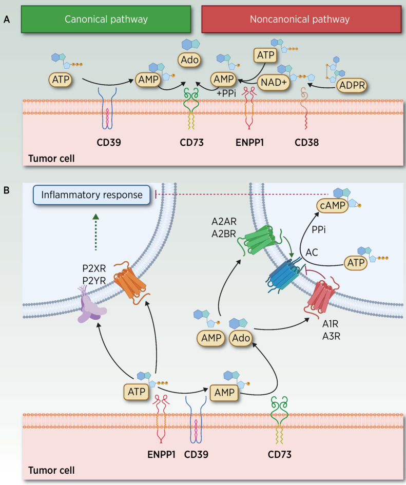 Figure 1. ATP–Ado extracellular metabolism and elicited signaling through adenosinergic receptors. A, Canonical and noncanonical extracellular receptors contributing to the hydrolysis of ATP and other metabolites. In the TME, two different yet partially overlapping pathways mediate the hydrolysis of ATP to adenosine (Ado). In the noncanonical pathway, Ado can be released by CD38 (72), a cell-surface enzyme that functions as an adhesion molecule and as an ectoenzyme, expressed in T cells, neutrophils, lymphocytes and monocytes, and macrophages under inflammatory conditions. CD38 hydrolyzes nicotinamide-adenine dinucleotide (NAD+) to ADP-ribose (ADPR), which is subsequently metabolized to AMP by ENPP1, whereas AMP is further dephosphorylated by CD73 to Ado and PPi (73, 74). ENPP1 is a Ca2+ and Zn2+–dependent enzyme comprising two identical disulfide bonded subunits (75) involved in the regulation of hormonal (39), neurologic, immunologic, and hematologic functions (4, 76, 77) as well as in atheromatous plaque calcification (78). ENPP1 hydrolyzes its most suitable substrate ATP to AMP, and the catalysis of GTP to GMP while releasing PPi. Other substrates include dinucleotides, mainly cGAMP, diadenosine tetraphosphate, and other poor substrates (UTP and cAMP). The product AMP is subsequently dephosphorylated by CD73 (Ecto-5´-nucleotidase or NT5E) to Pi and Ado. In addition to the action of nucleotidases, different membrane transporters, which belong to SCL28 and SCL29 families, also regulate the extracellular bioavailability of Ado (6). In the canonical pathway, transmembrane or soluble ectoenzyme CD39, which converts nicotinamide-adenine dinucleotide phosphate (NADP) into NAD+, also hydrolyzes extracellular ATP to AMP (79), a catalytic activity similar to that exerted by ENPP1. CD39 is expressed in the vasculature, in malignant cells, and in several immune subpopulations, including M2-like tumor-associated macrophages (TAM), T regulatory cells (Tregs), dendritic cells (DC), natural killers (NK), monocytes, and B cells. CD39 is expressed in MDSC and Tregs, and it is probably high on tumor-specific clonally expanded Tregs (80, 81) events associated with their immunosuppressive role in T-cell function (82). Ado results from the subsequent CD73-mediated degradation of AMP. Thus, CD73 bridges canonical and noncanonical pathways, a role currently exploited by a targeted therapy (83). B, ATP, AMP, and Ado signaling through adenosinergic receptors. ATP and Ado, together with other related metabolites, signal through purinergic receptors divided into two major families: Ado P1 receptors (A1R/ADORA1, A2AR/ADORA2A, A2BR/ADORA2B, and A3R/ADORA3), whose agonists include AMP and Ado, and P2 receptors, which comprise a family of P2X ionotropic receptors (P2X1–7) stimulated by ATP, and P2Y, which are G protein–coupled metabotropic receptors (P2Y 1, 2, 4, 6, 11–14) activated by nucleotides such as ATP, ADP, UTP, and UDP (84). Under hypoxic conditions, extracellular released Ado levels are further amplified by stimulated CD39–CD73, and by decreased Ado kinase activity, leading to diminished Ado degradation (73). This accumulation of AMP and Ado metabolites stimulates P1 G-protein–coupled A2AR at nanomolar range (also A1R and A3R) and A2BR Ado P1 receptors (at micromolar levels) to elicit intracellular cyclic AMP signaling, resulting in decreased production of proinflammatory cytokines and increased synthesis of anti-inflammatory cytokines (40, 85). AC, adenylyl cyclase; PPi, pyrophosphate. (Adapted from an image created with BioRender.com.)