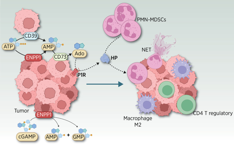 Figure 3. Emerging role of ENPP1 in tumor cells eliciting a strong immune remodeling. ENPP1 promotes the chemotactic infiltration of PMN-MDSC (18), M2 macrophages, CD4 T regulatory cells, and the inhibition of tumor-infiltrating cytotoxic T and NK cells (19), impeding the antitumor immune attack in preclinical models (33). This myeloid chemoattraction is elicited by the ENPP1-mediated tumor release of haptoglobin (HP), a proinflammatory acute-phase reactant (20) in a manner similar to what has been shown for other chemoattractants, such as IL8 (21). AMP and Ado signaling through P1 receptors (P1R) triggers the release of HP in the TME. HP plays an unexpected double role as a chemoattractant of MDSC and as an inducer of neutrophil extracellular traps (NET), extruded DNA meshes associated with cytotoxic enzymes that promote tumor progression (22). Besides their classical role against bacteria, NETs play different roles either in situ or at distant sites (22, 86), promoting the trapping of circulating tumor cells (CTC) in the resected tumor bed, in preventing antitumor immune cytotoxicity, their role in priming the premetastatic niche (87), and their involvement in boosting metastasis (88). (Adapted from an image created with BioRender.com.)