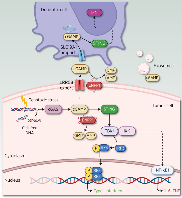 Figure 4. ENPP1 intersects with the STING pathway. A variety of stimuli in the TME trigger the increase in cGAS (89), including the presence of ATP, GTP, and double-strand (ds) DNA generated by damage-associated molecular patterns (DAMP), pathogen-associated molecular patterns (PAMP), apoptotic cells (a common event in solid tumors), DNA breakage induced by radiotherapy (RT), or free cellular DNA as a consequence of chromosomal instability (28). The synthesis of cGAS leads to the production of cGAMP. cGAMP binds and activates STING located in the endoplasmic reticulum, inducing the transcription of interferon (IFN) genes and other cytokines (60). Intracellular cGAMP dominantly produced by cancer cells also spreads through gap junctions (90–92) to neighboring contacting cells and to the extracellular milieu in released exosomes (93) or through widely expressed cGAMP transporters, such as heteromeric channels, better known as volume-regulated anion channels (VRAC) of the LRRC8 family. Moreover, cGAMP accumulated in the extracellular space is rapidly degraded by transmembrane expression of ENPP1 in tumor or stromal cells. ENPP1 is also expressed in the lumen of the endoplasmic reticulum, which hydrolyzes cGAMP, preventing STING activation. Alternatively, extracellular accumulation of cGAMP can also be transported through the SLC19A1 importer to the cytosol of host immune cells (94, 95), where it is then sensed by STING. Activated STING through TANK-binding kinase 1 (TBK1) and IkB kinase (IKK) induces interferon regulatory factor 3 (IRF3) phosphorylation, resulting in the transcription of type I interferon genes. Activation of STING leads to increased immune infiltration of DC, in particular cross-presenting cDC1 and cytotoxic T-cell activation (29, 96). DC attracted to capture dsDNA will induce IFNβ secretion and will in turn activate CD8α+ CD11c+ cells (97) with the release of proinflammatory cytokines (CXCL9, CXCL10, and CCL5; ref. 98). Chronic activation of the STING pathway leads to the suppression of type I IFN production and upregulation of an alternative downstream NF-κB signaling that elicits a malignant phenotype and a prometastatic program. One of the IFN-stimulated genes is indoleamine-2,3-dioxygenase-1 (IDO) released from tumors, which promotes activation of CD4+ regulatory T cells and suppresses T-helper and effector functions (99, 100). In tumors with low antigenicity, IDO induces immune tolerance by inducing TGFβ in DC, whereas in tumors with high antigenicity, antitumor responses prevail (100–102). (Adapted from an image created with BioRender.com.)