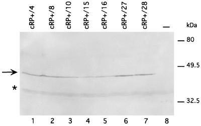 FIG. 7