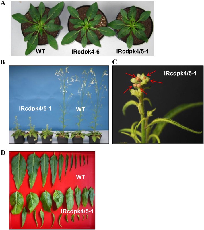 Figure 3.